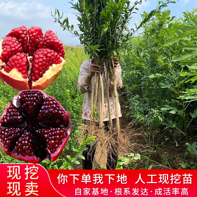 【拍一送一】软籽石榴树苗+黑籽石榴树苗现挖现发庭院地栽阳台盆栽