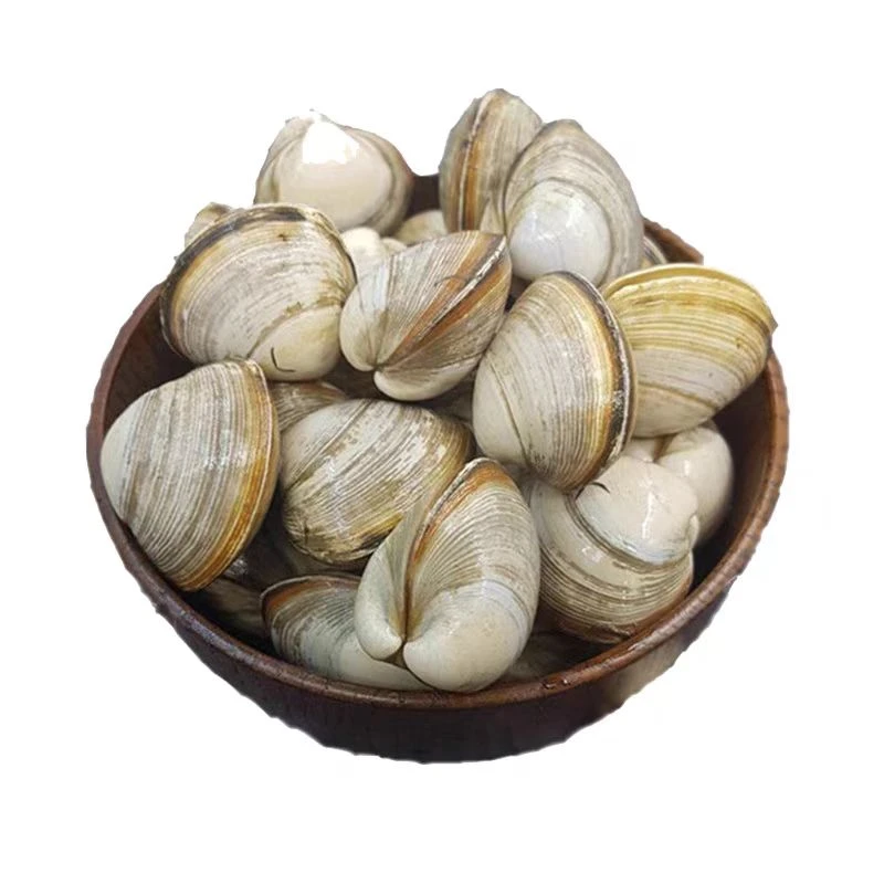 白蚬子大(490g-500g)
