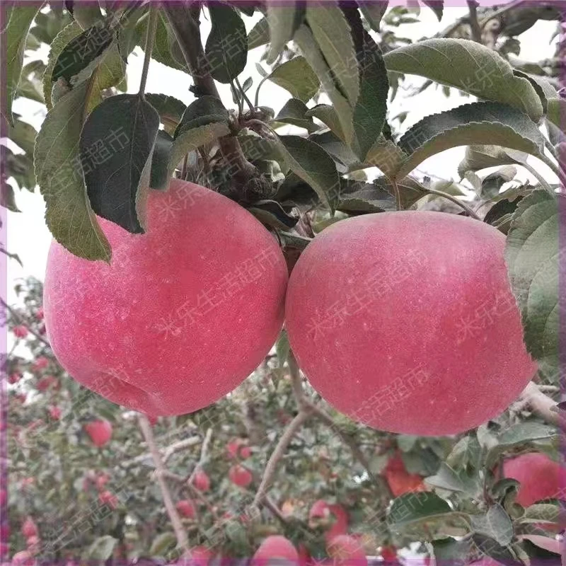 寒富苹果（约10斤）