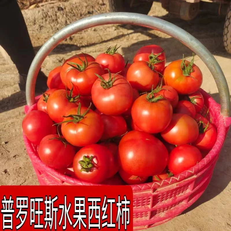 陕西普罗旺斯水果西红柿沙瓤当季新鲜番茄自然成熟现摘4.5斤包邮