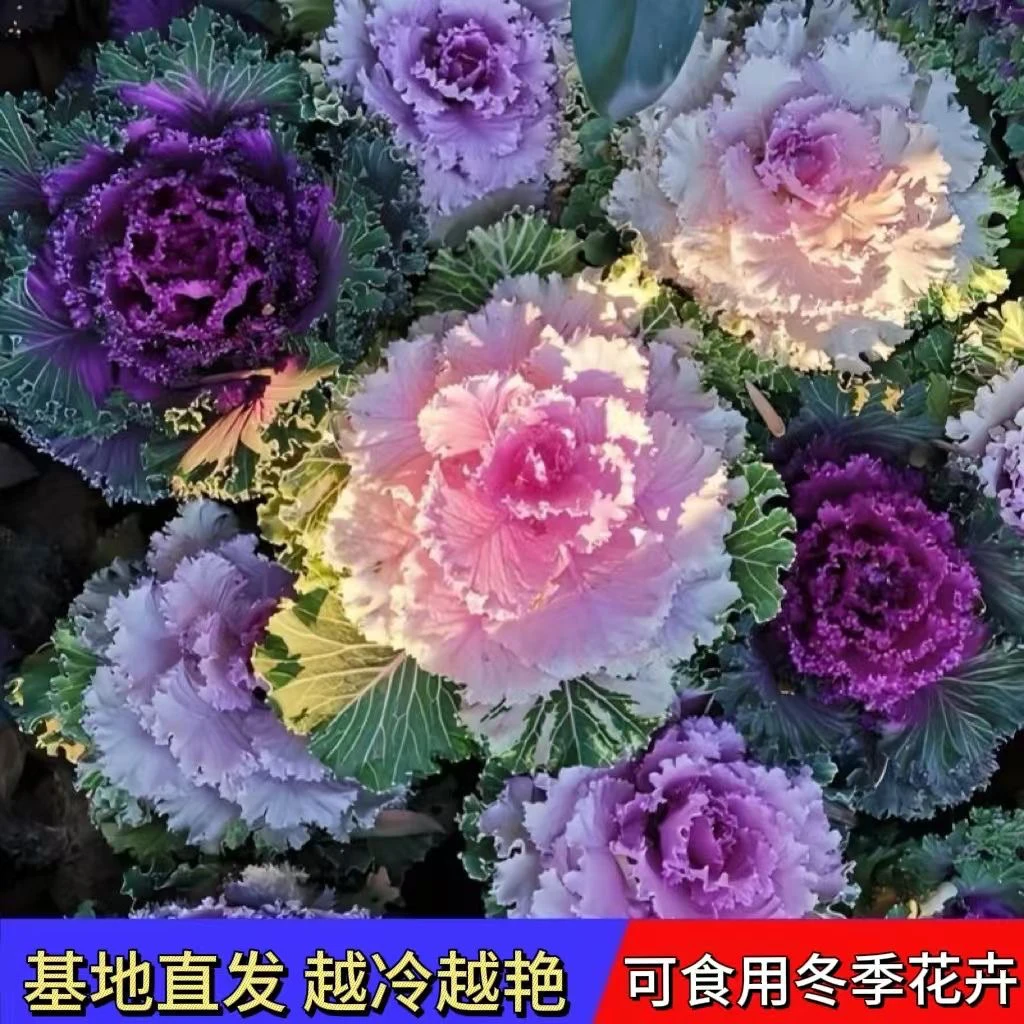（拍一发三）羽衣甘蓝花苗盆栽观赏绿化花园庭院阳台植物冬季耐寒