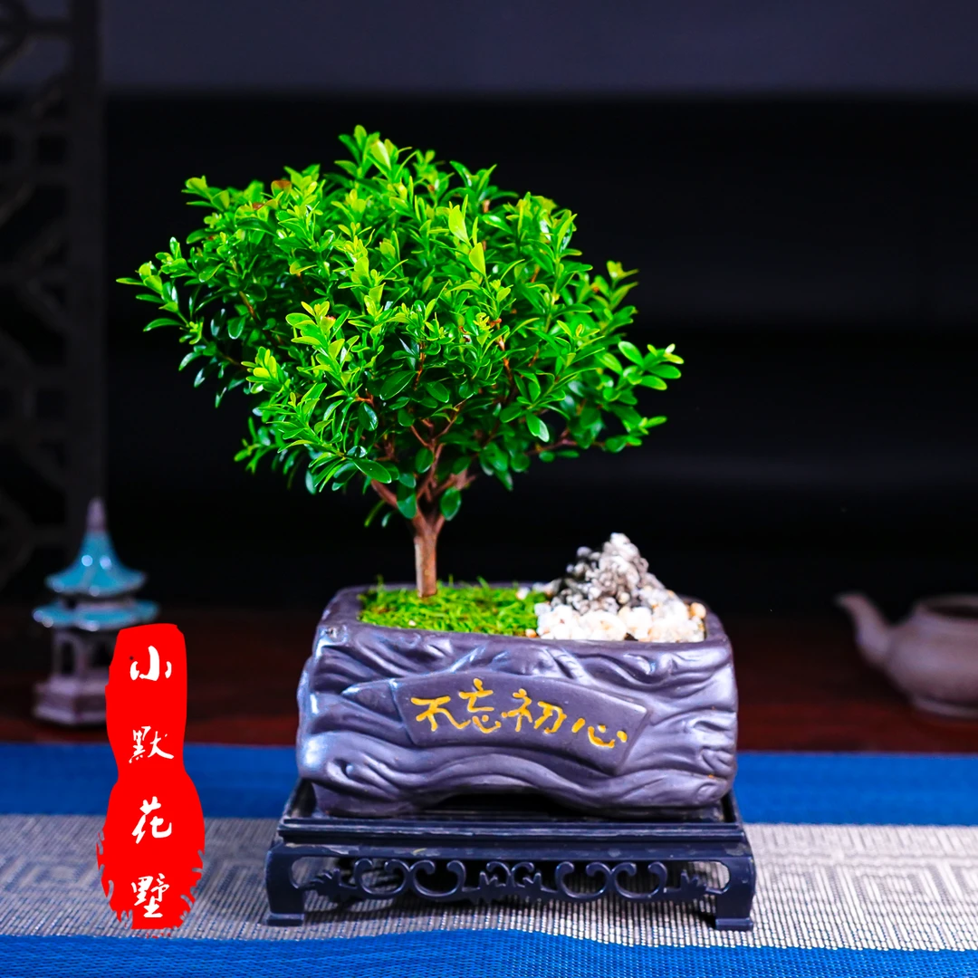 小默花墅小叶赤楠不忘初心造型带盆室内盆栽盆景15公分花卉