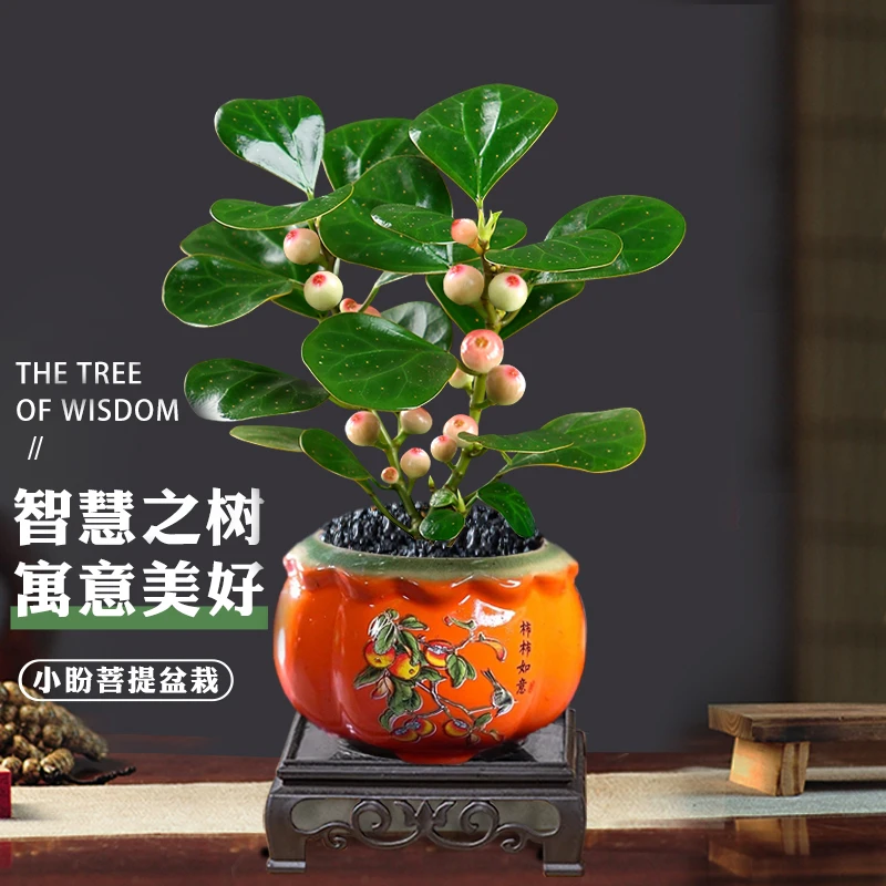 菩提树盆栽室内绿植禅意桌面盆景好养植物花卉树苔玉