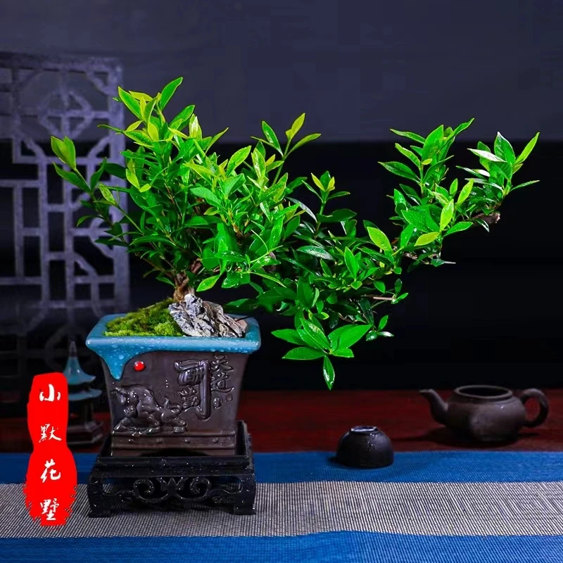 悬崖飘枝栀子花四方大气陶瓷盆好养绿植盆景会开花
