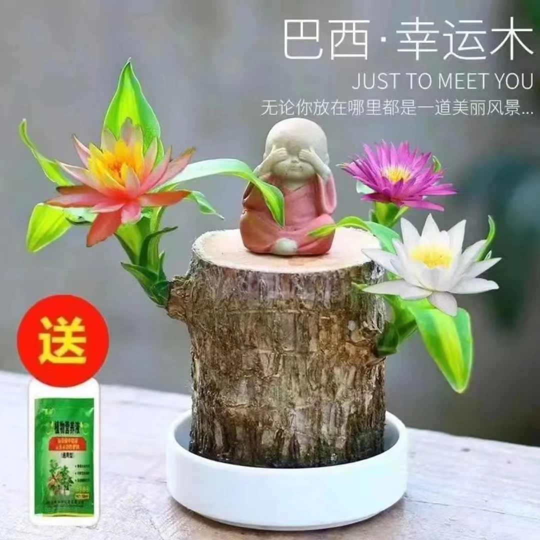 新手可以开花懒人室内桌摆办公桌发货发芽绿植盆栽绿植巴西木带芽