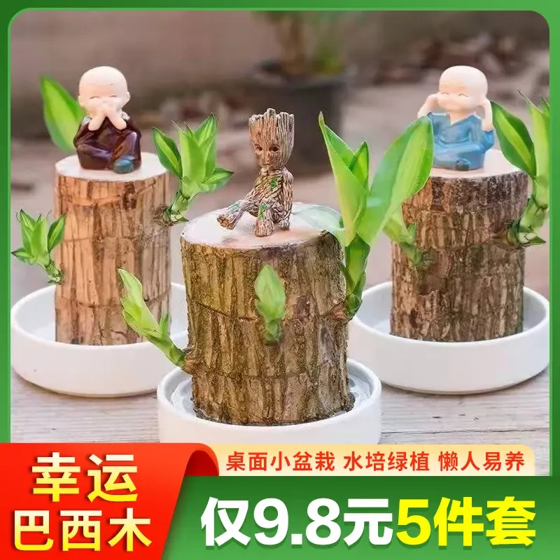 水培植物巴西木之幸运木多年生易种植香味芳香四开花植物养活易活