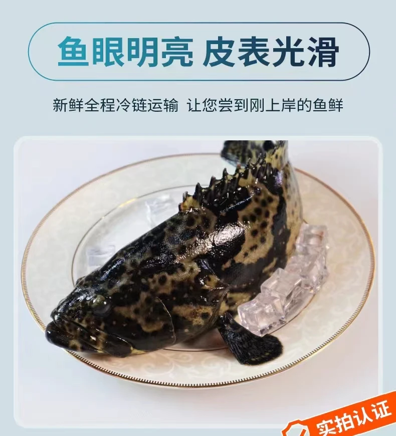 （美）石斑鱼五条湛江海鲜深海石斑鱼珍珠龙胆老虎斑350g-450g/条