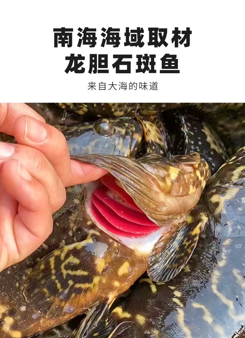 （阿浩）石斑鱼三条湛江海鲜深海石斑鱼珍珠龙胆老虎斑500-650g/条