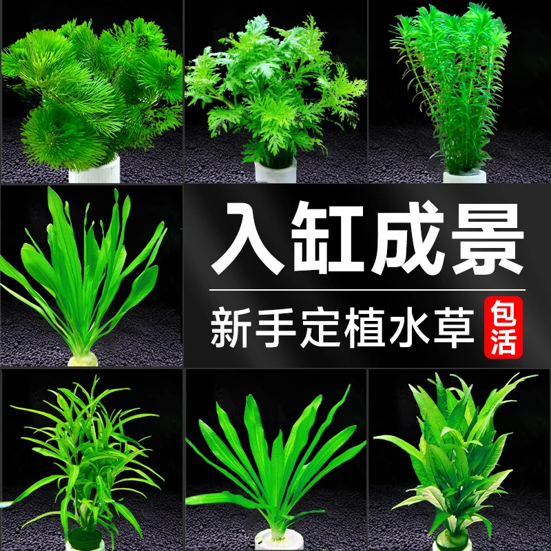 绿菊花活体好养真水草新手鱼缸造景淡水增氧植物阴性净水后景草