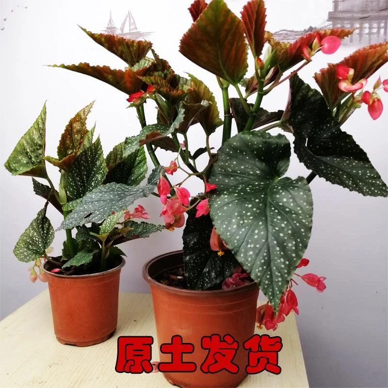 竹节海棠花盆栽观花植物秋海棠花带花发货四季开花阳台客厅窗台