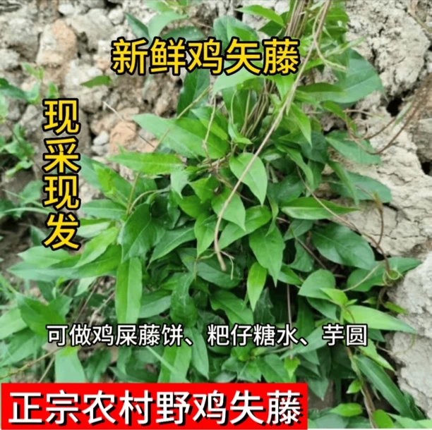 新鲜鸡矢藤叶（鸡屎藤）现采现发500g
