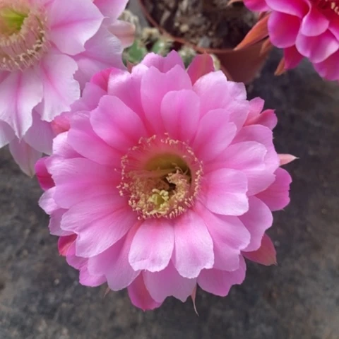 百*粉花彩草仙人球