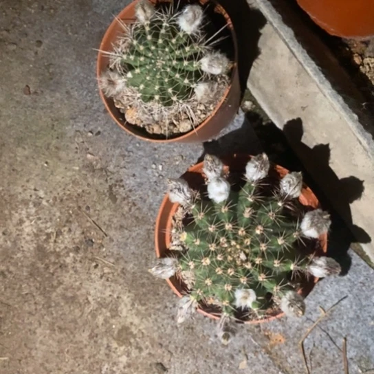 逝**殇两颗彩草仙人球盲盒