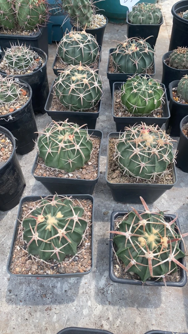 仙人球凌波！！！！！