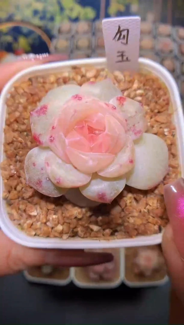 【闪购商品】秘境勾玉量拍一颗3.5-4cm