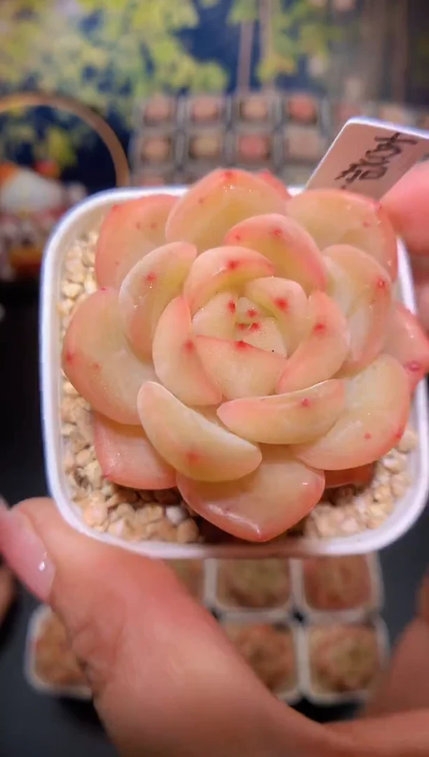【闪购商品】嘉年华量拍一颗4.5cm