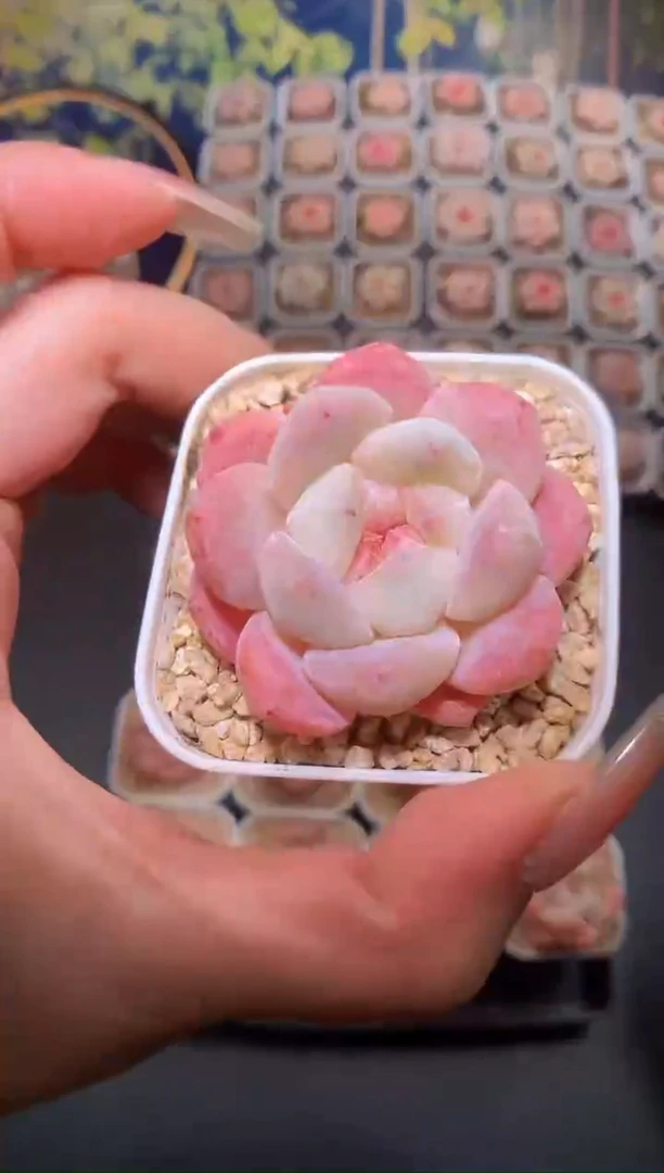 【闪购商品】巫拉拉太妃糖量拍一颗