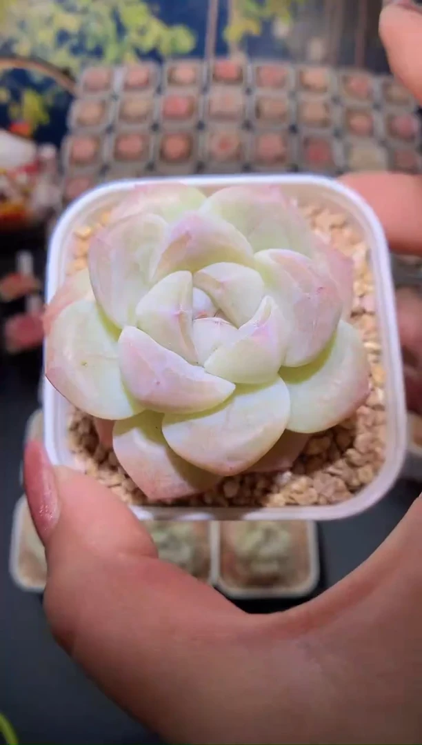 【闪购商品】柠檬冰玉量拍一颗