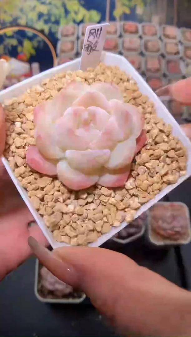 【闪购商品】103刚毅
