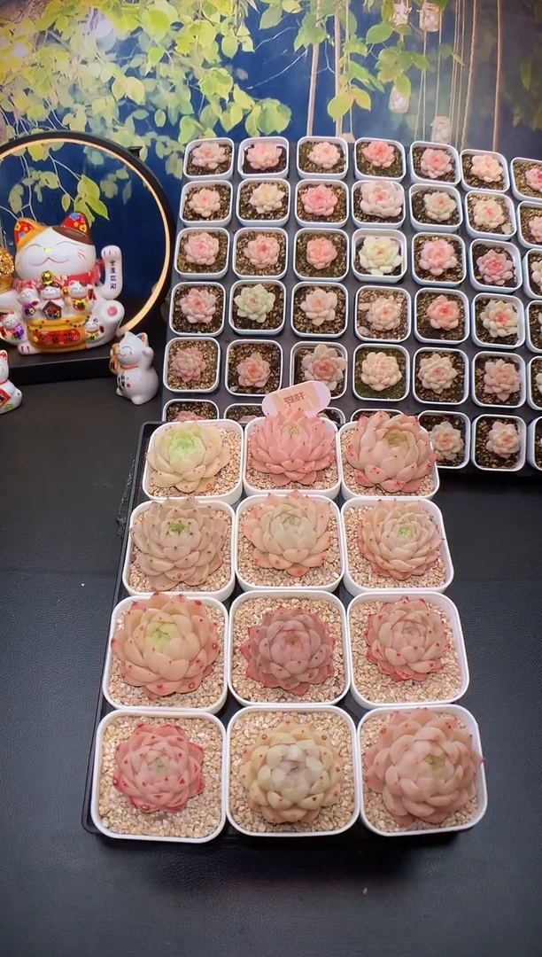 【闪购商品】贝拉麦秆单头五颗量拍