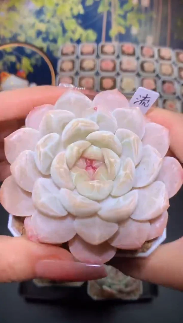 【闪购商品】流萤量拍一颗5.5-6cm