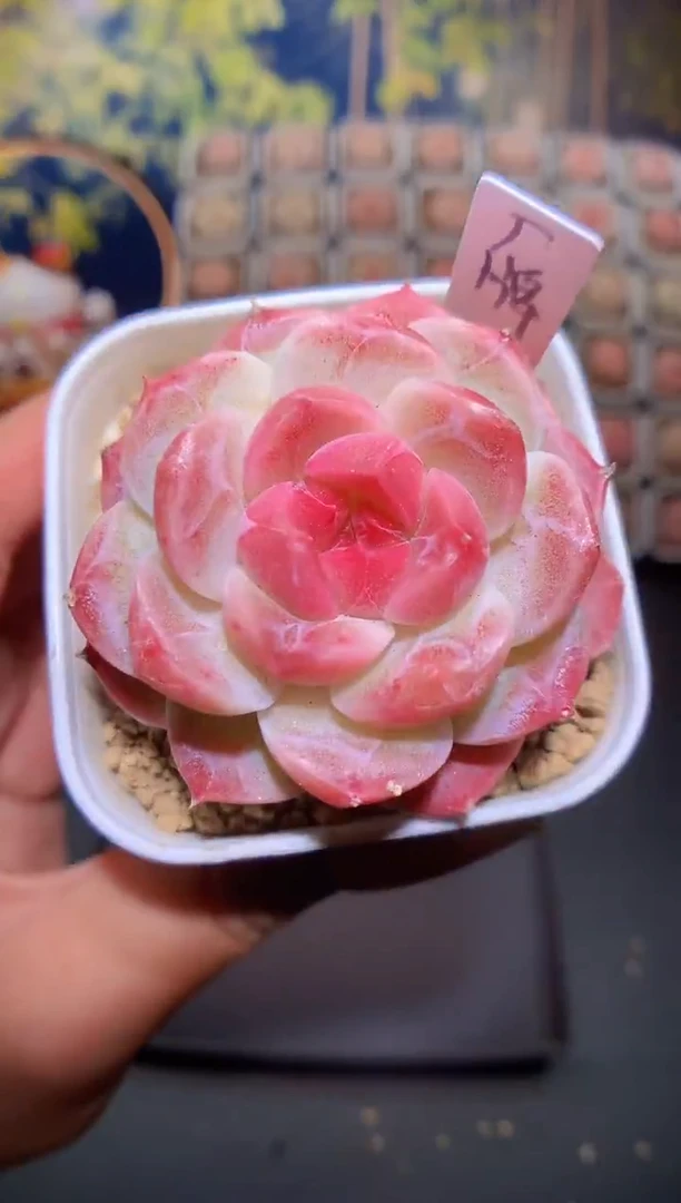 【闪购商品】203厂牌