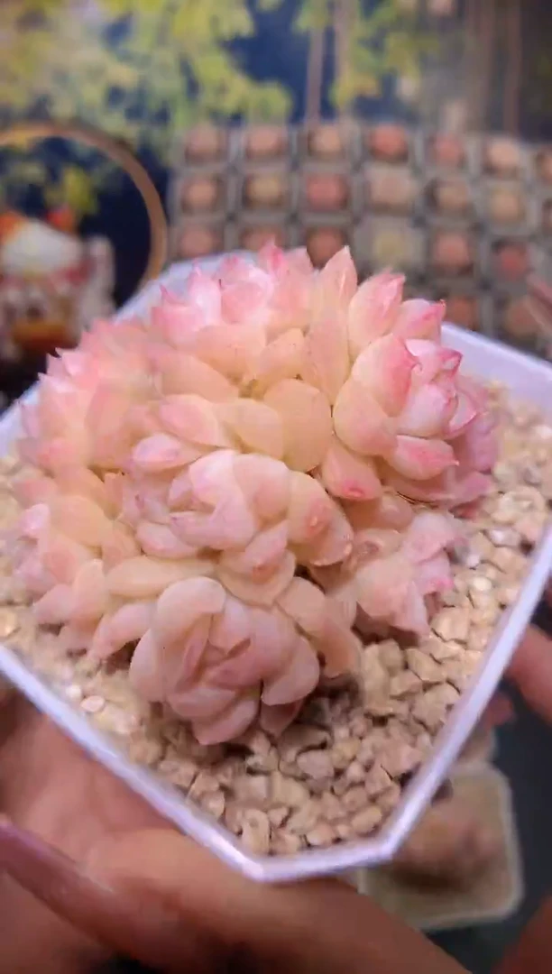 【闪购商品】女妖群量拍一颗5.5-6cm