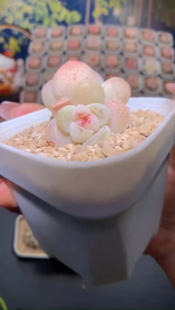 【闪购商品】琥珀冰双头量拍一颗