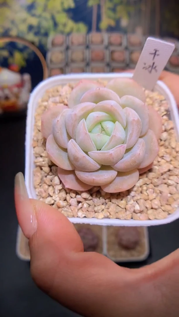 【闪购商品】巫拉拉干冰量拍一颗