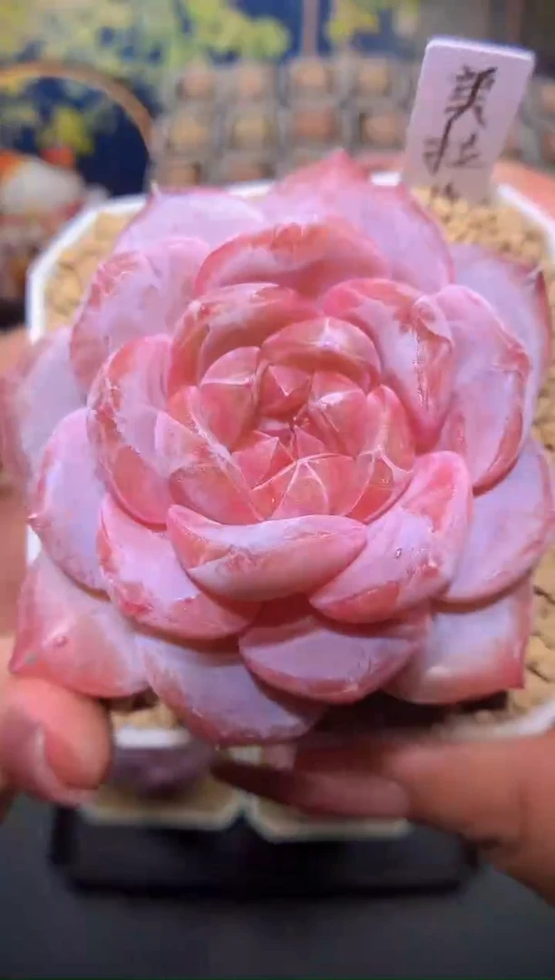 【闪购商品】美拉德量拍一颗5-5.5cm