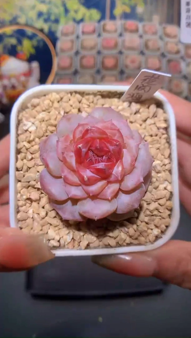 【闪购商品】061花间酒
