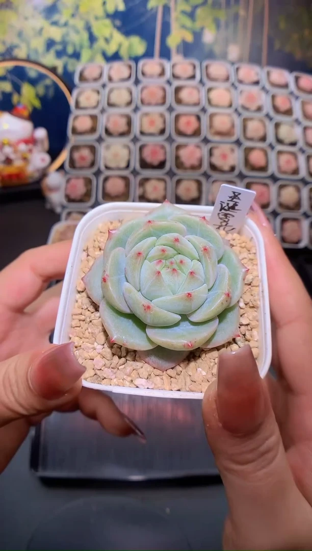 【闪购商品】295圣诞雪花