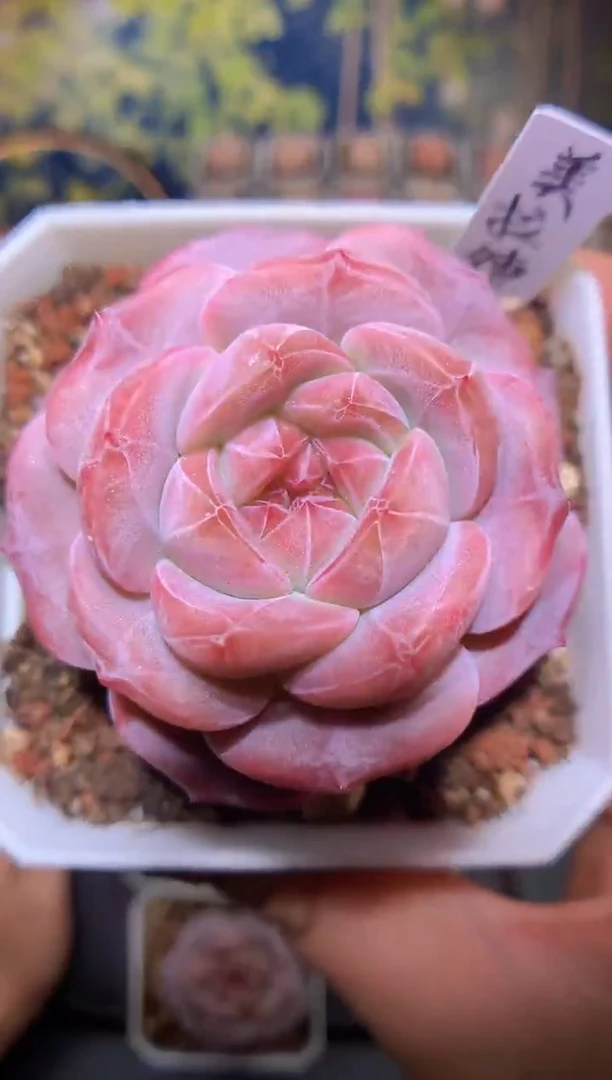 【闪购商品】美拉德量拍一颗5-5.5cm