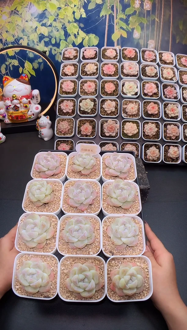 【闪购商品】柠檬冰玉量拍一颗4.5-5cm