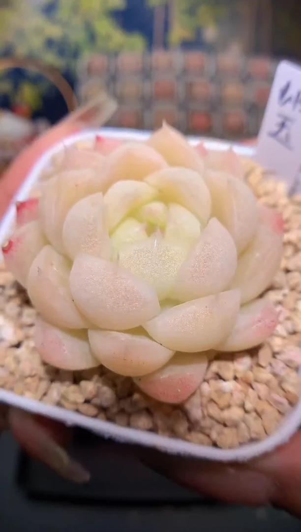 【闪购商品】235秀玉