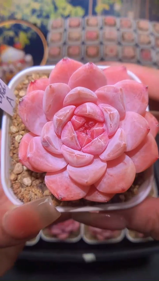 【闪购商品】巫拉拉冰魄a量拍