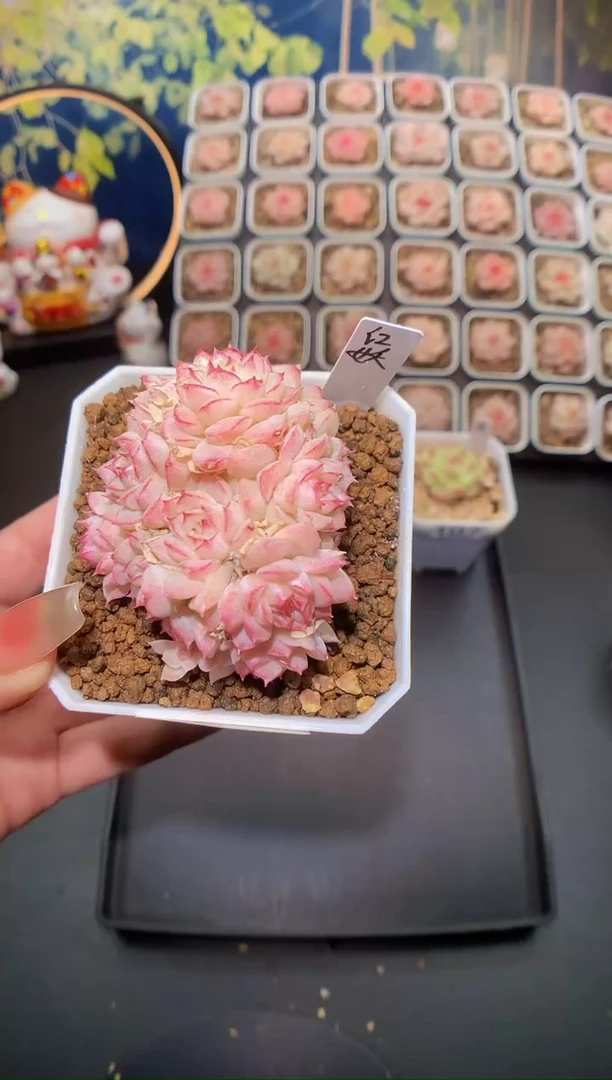 【闪购商品】108红