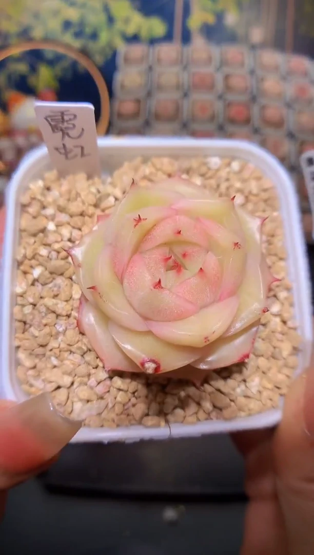 【闪购商品】616霓虹珍妮