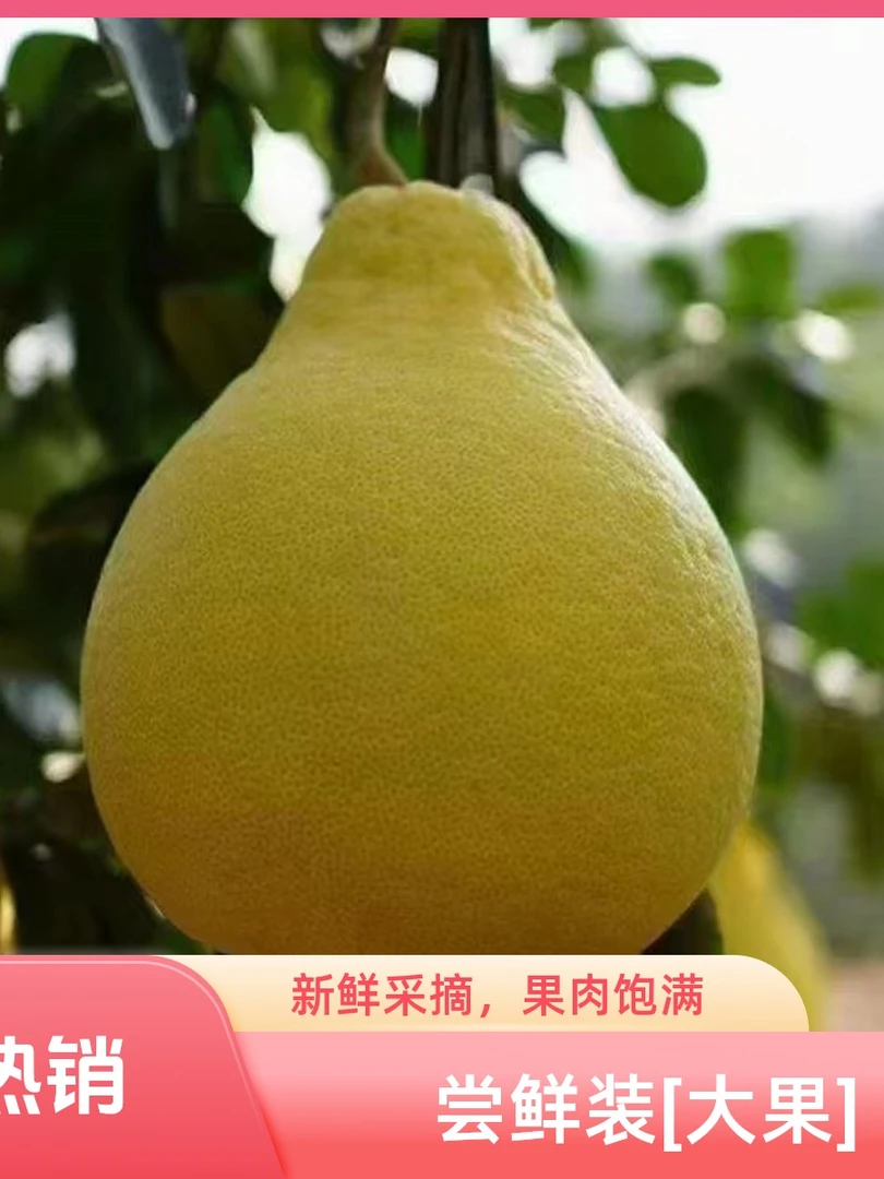 【尝鲜装】（大果）正宗长寿沙田柚-老树子-细嫩化渣-纯甜不酸