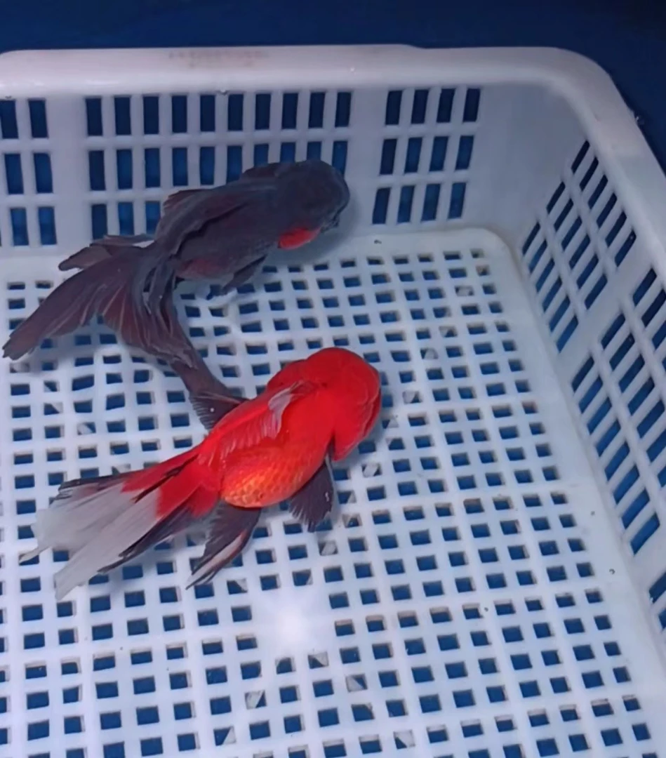 百褶泰狮  元宝狮 凭开箱视频售后负责开箱包活  望理解微瑕