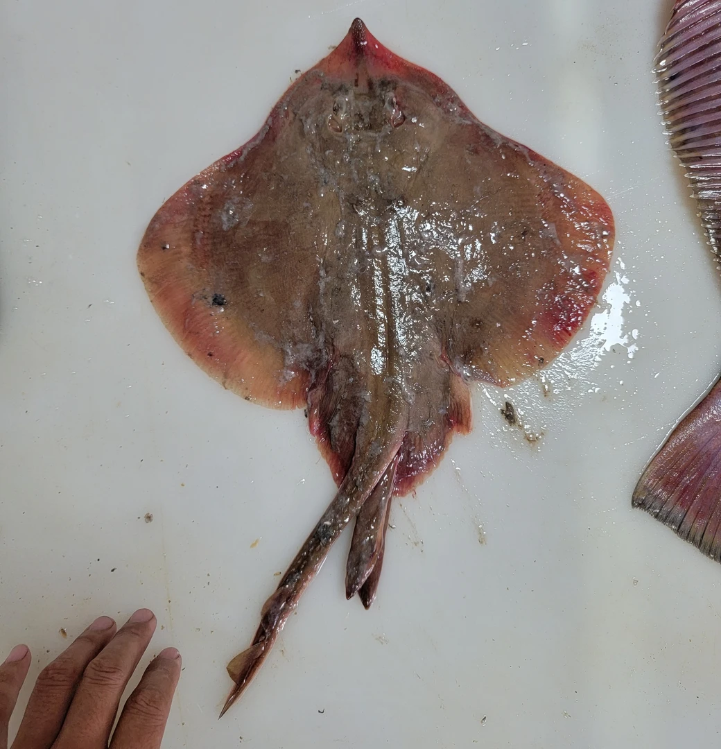 旅顺本地大老板鱼，（八两以上）每份五斤，顺丰包邮