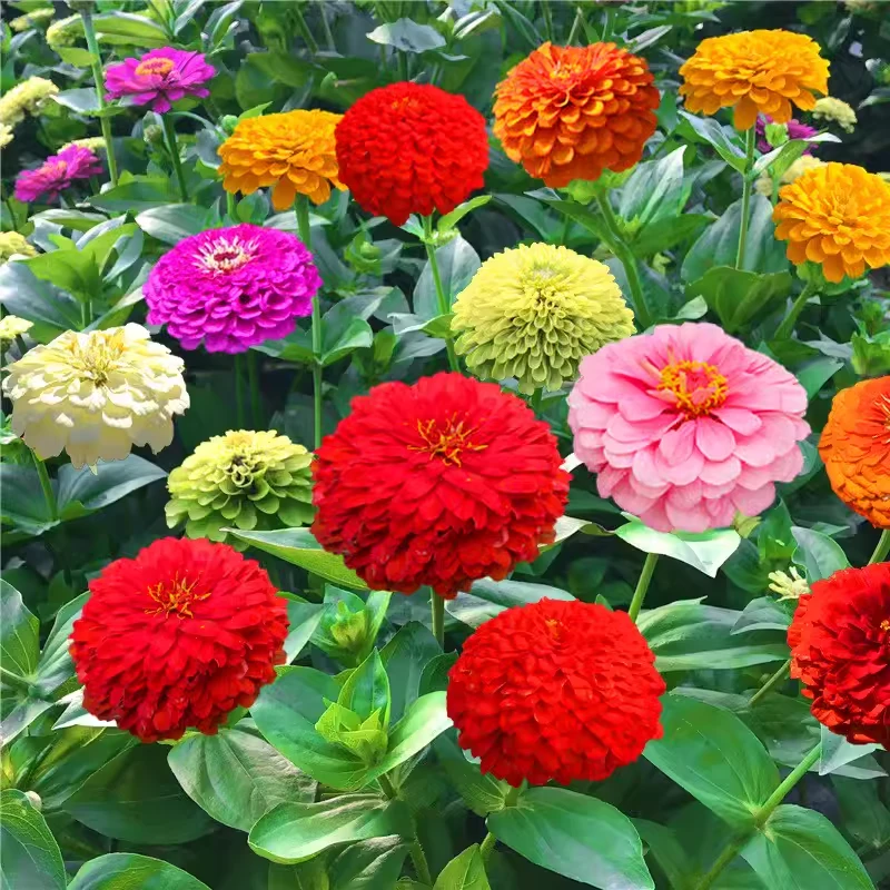百日草种子混色百日菊花种籽子四季播种开花易活花籽阳台庭院盆栽
