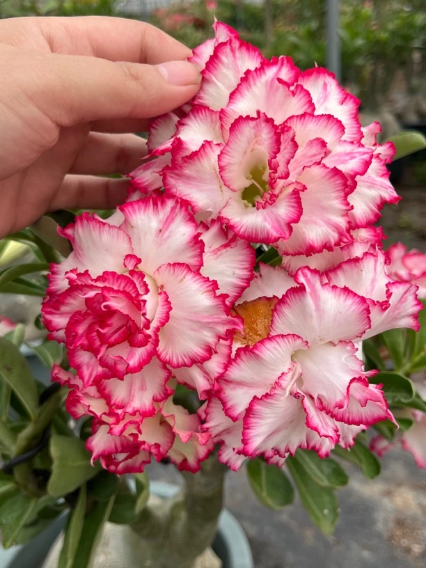 沙漠玫瑰勤花品种（偏远地区链接）