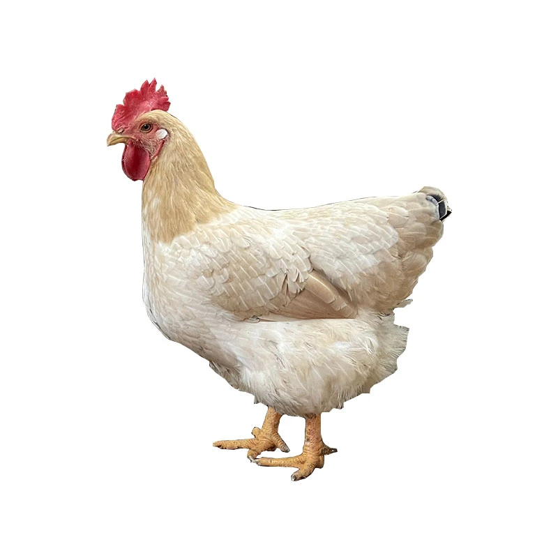 广西容县散养一年玉米杂粮老母鸡现杀生鲜鸡360天走地鸡跑山鸡