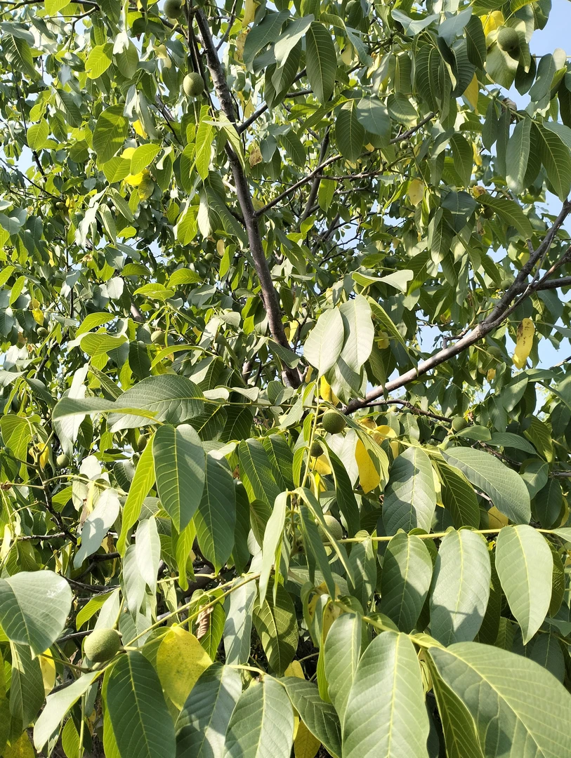 新鲜核桃，产地直发