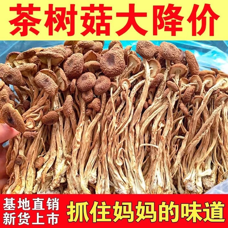 新货茶树菇干货不开伞新鲜菌菇特产菌类炖煲汤火锅农家自产
