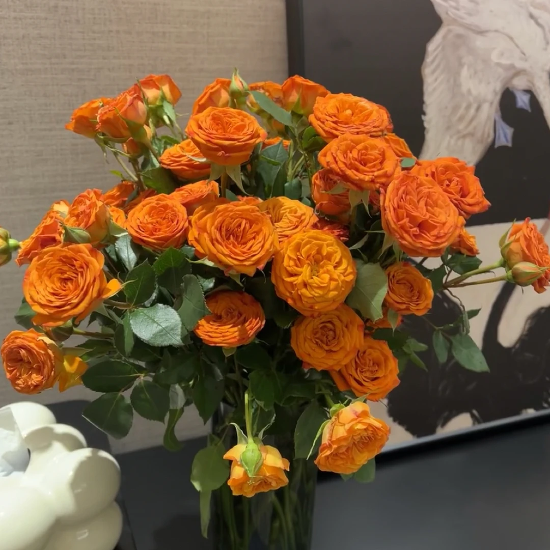 【橙芭比】云南鲜花 多头玫瑰 基地直发 2单包邮