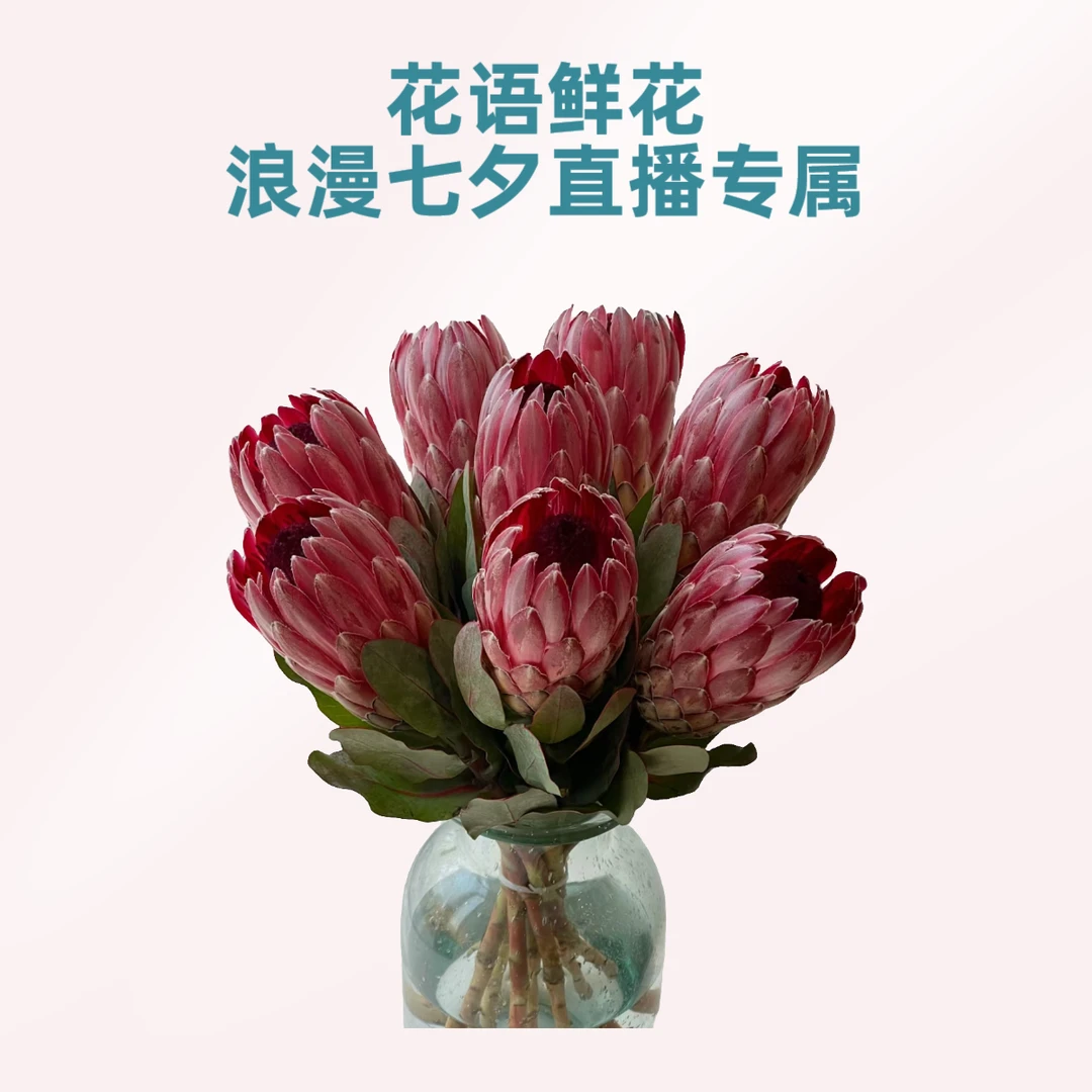 【云南花语鲜花】南非粉冰公主 高级软装花材 云南鲜花基地直发