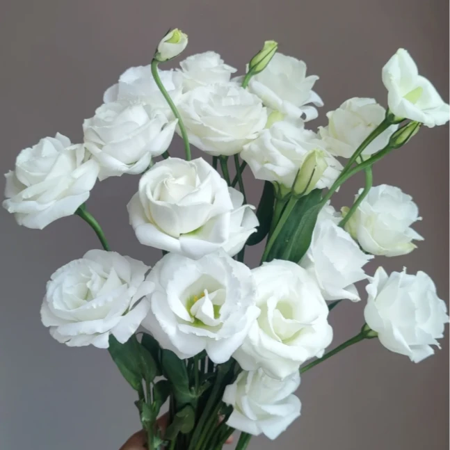 【花语鲜花】露西塔白色洋桔梗 云南鲜花