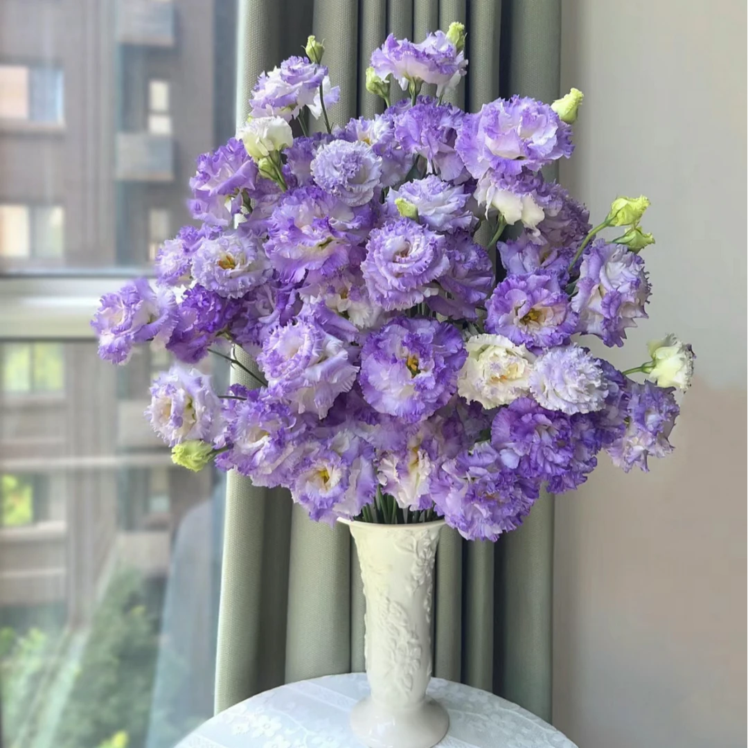 【花语鲜花】波浪烟灰色洋桔梗 云南鲜花基地直发 任意2单包邮